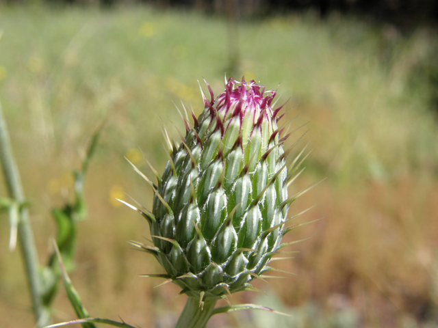 Cirsium ochrocentrum ssp. martinii (Yellowspine thistle) #78787