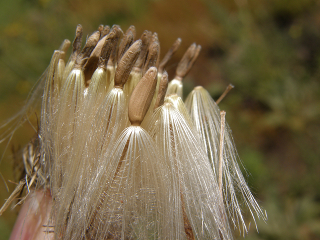 Cirsium ochrocentrum ssp. martinii (Yellowspine thistle) #78788