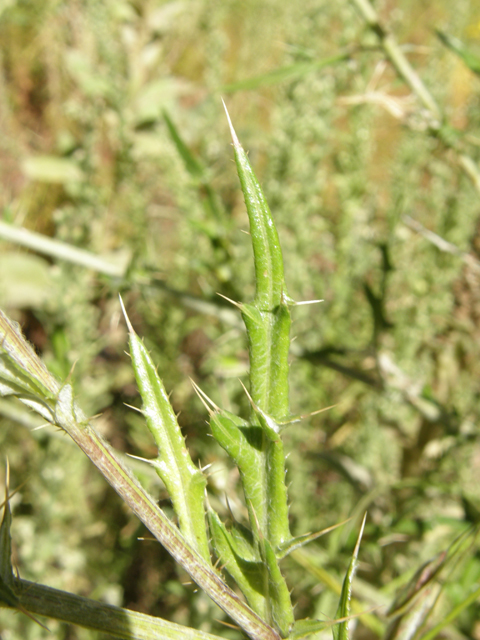 Cirsium ochrocentrum ssp. martinii (Yellowspine thistle) #78792