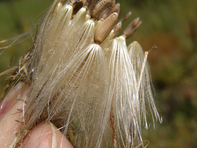 Cirsium ochrocentrum ssp. martinii (Yellowspine thistle) #78793