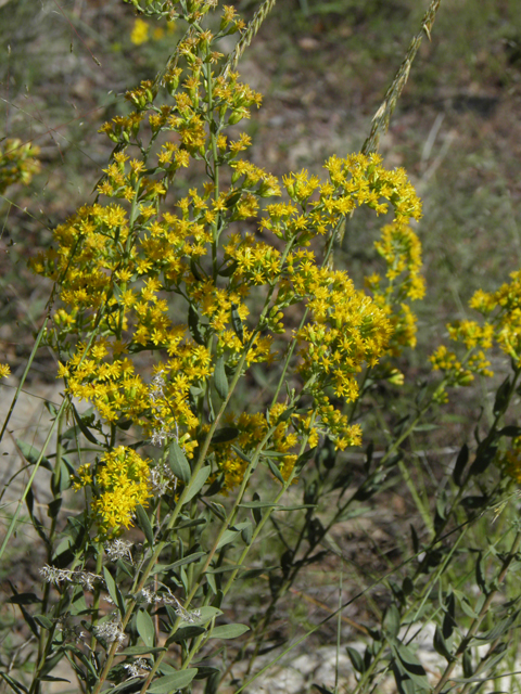 Solidago wrightii (Wright's goldenrod) #78866