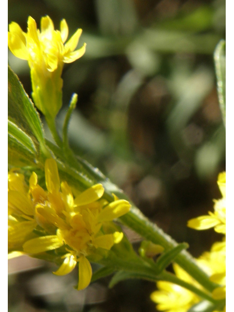 Solidago wrightii (Wright's goldenrod) #78872