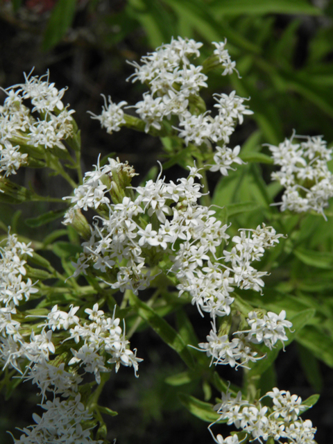 Stevia serrata (Sawtooth candyleaf) #78897