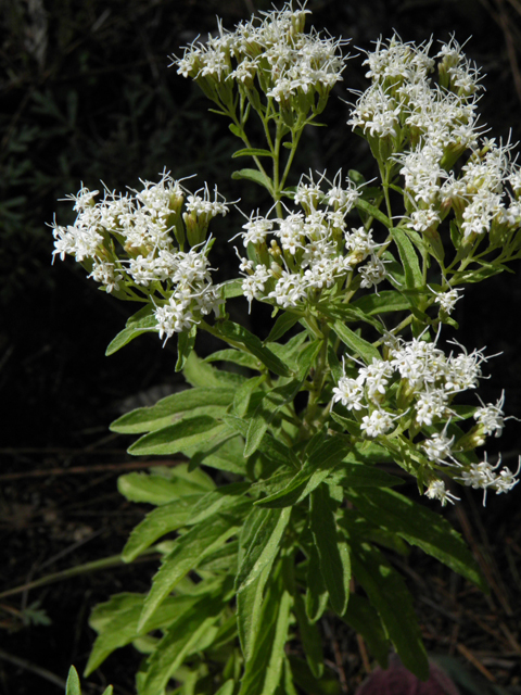 Stevia serrata (Sawtooth candyleaf) #78898