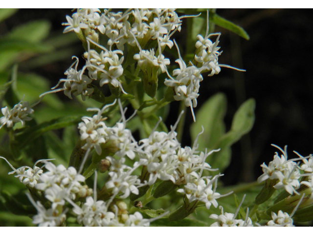 Stevia serrata (Sawtooth candyleaf) #78899