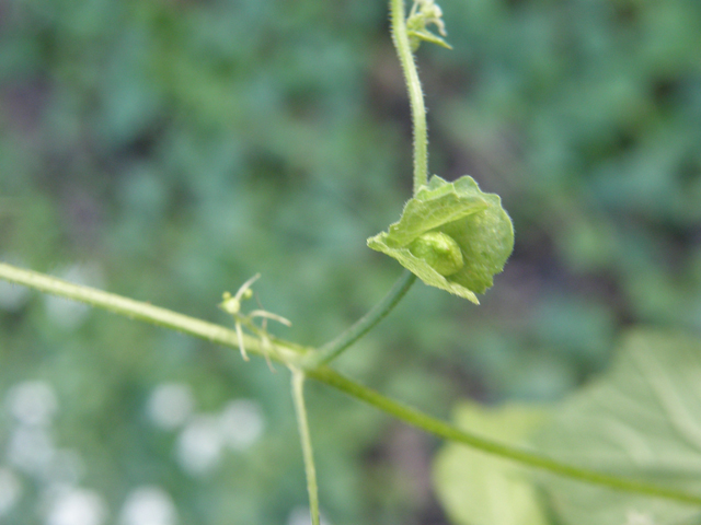 Sicyosperma gracile (Climbing arrowheads) #78955