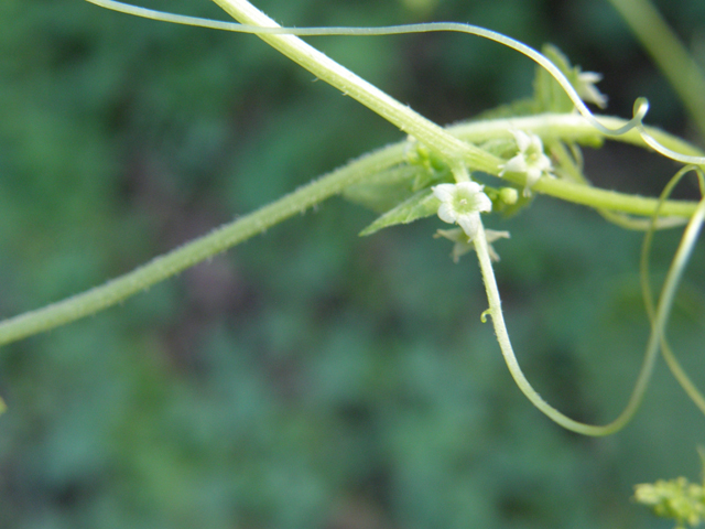 Sicyosperma gracile (Climbing arrowheads) #78956