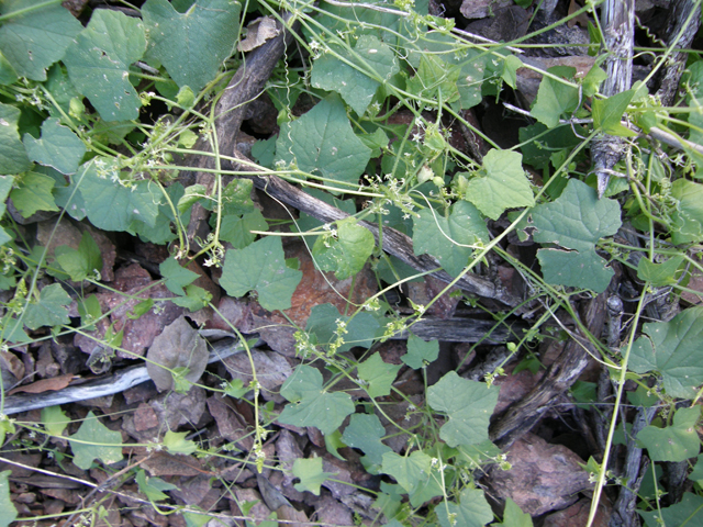 Sicyosperma gracile (Climbing arrowheads) #78958