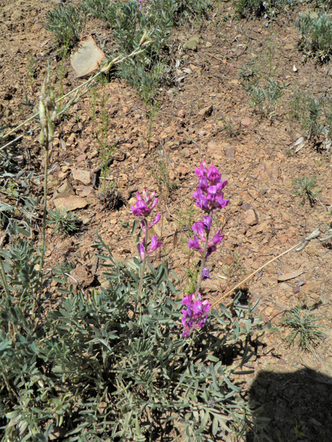 Oxytropis lambertii (Purple locoweed) #79045