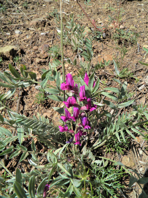 Oxytropis lambertii (Purple locoweed) #79046