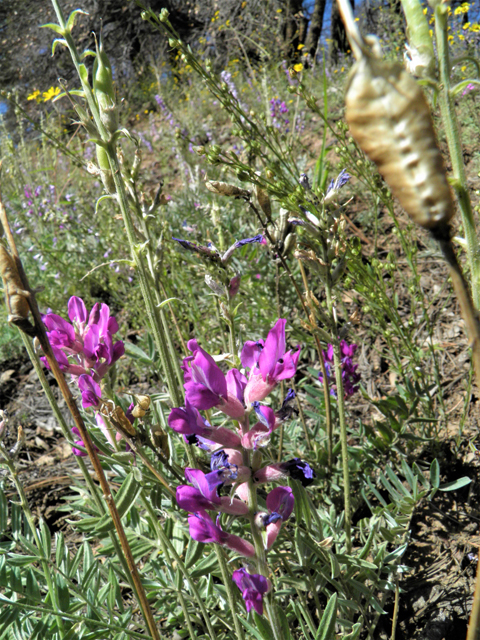 Oxytropis lambertii (Purple locoweed) #79051