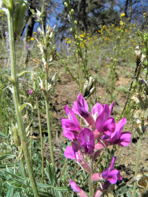 Oxytropis lambertii (Purple locoweed) #79052