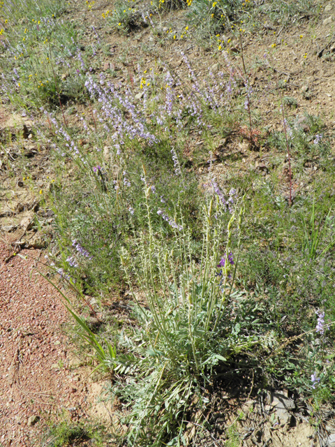 Oxytropis lambertii (Purple locoweed) #79057