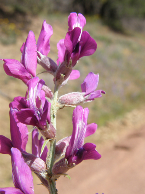 Oxytropis lambertii (Purple locoweed) #79059