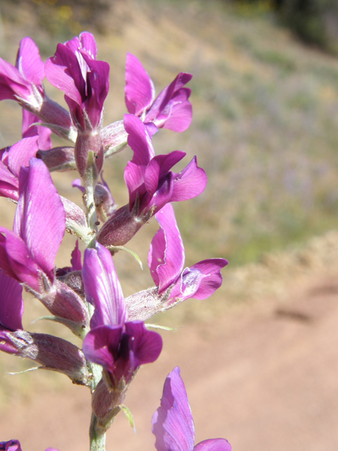 Oxytropis lambertii (Purple locoweed) #79061