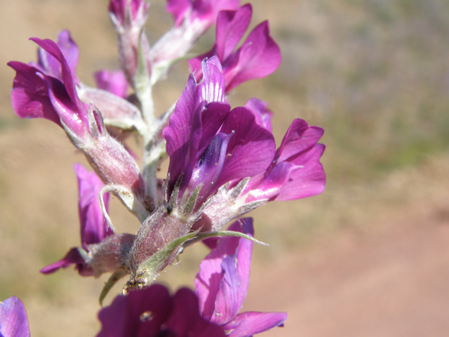 Oxytropis lambertii (Purple locoweed) #79062