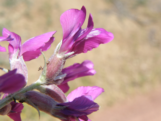 Oxytropis lambertii (Purple locoweed) #79064