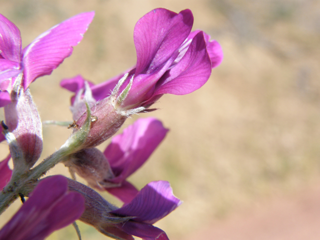 Oxytropis lambertii (Purple locoweed) #79065