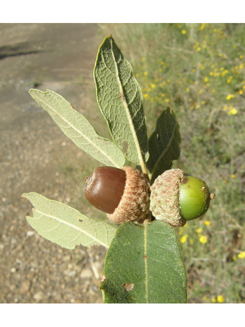 Quercus arizonica (Arizona white oak) #79098