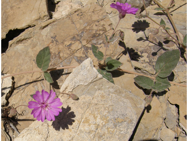 Allionia incarnata (Trailing windmills) #79170