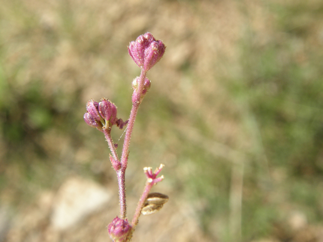 Boerhavia purpurascens (Purple spiderling) #79178