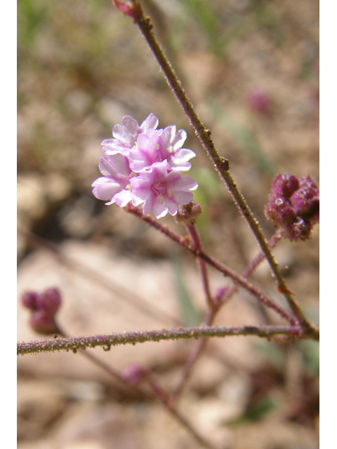 Boerhavia purpurascens (Purple spiderling) #79179