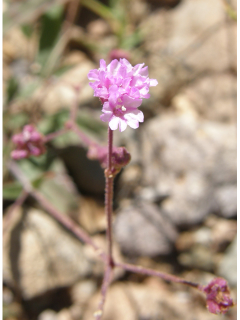 Boerhavia purpurascens (Purple spiderling) #79180