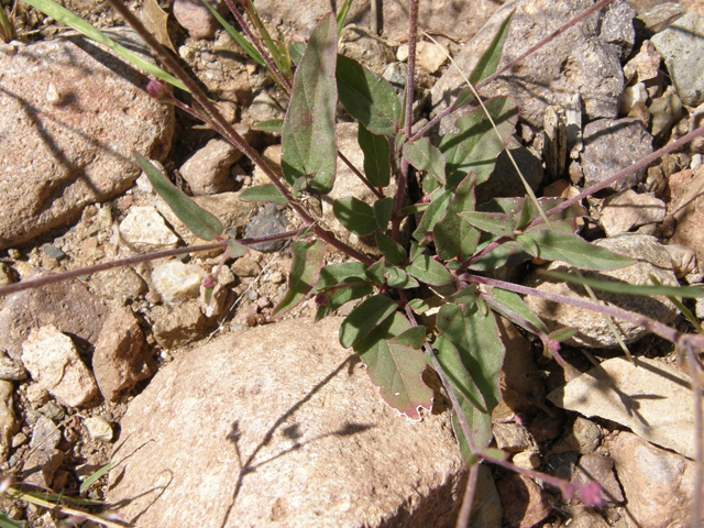 Boerhavia purpurascens (Purple spiderling) #79181