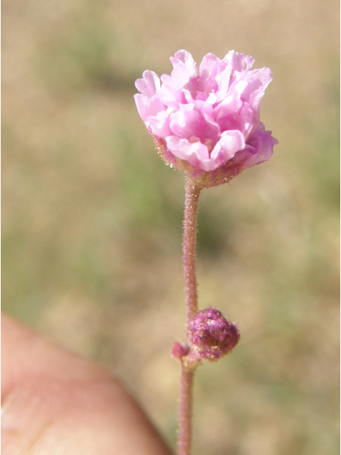 Boerhavia purpurascens (Purple spiderling) #79183