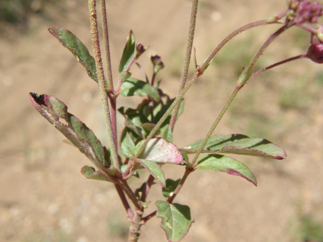 Boerhavia purpurascens (Purple spiderling) #79186