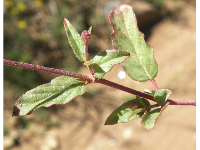 Boerhavia purpurascens (Purple spiderling) #79187