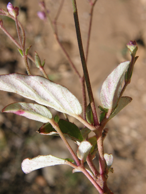 Boerhavia purpurascens (Purple spiderling) #79188