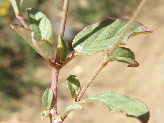 Boerhavia purpurascens (Purple spiderling) #79189