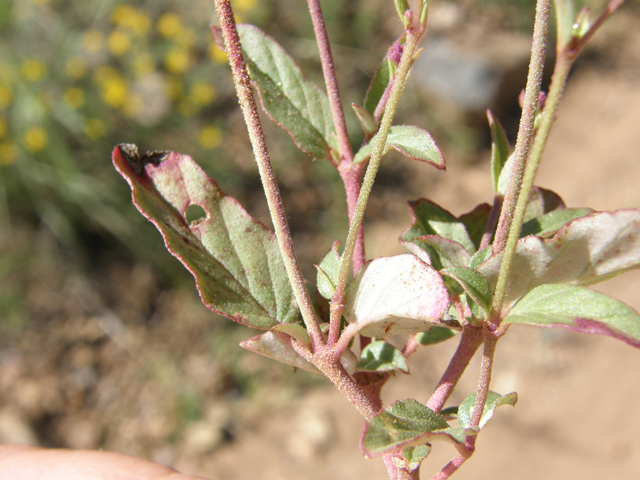 Boerhavia purpurascens (Purple spiderling) #79190