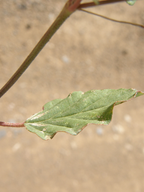 Boerhavia triquetra (Slender spiderling) #79192