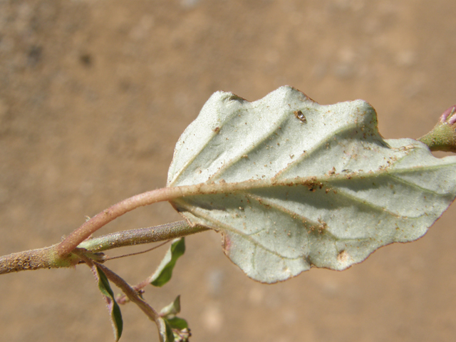 Boerhavia triquetra (Slender spiderling) #79193