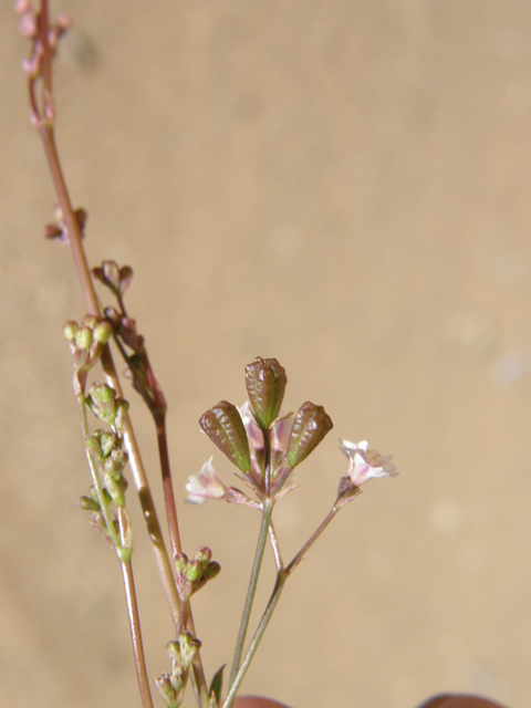 Boerhavia triquetra (Slender spiderling) #79194