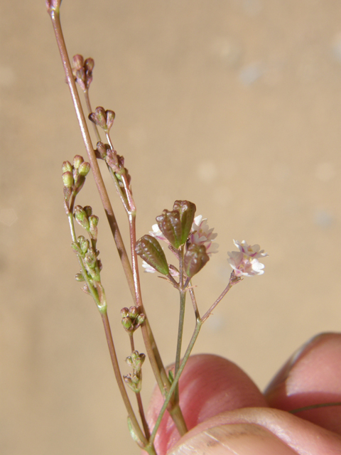 Boerhavia triquetra (Slender spiderling) #79195