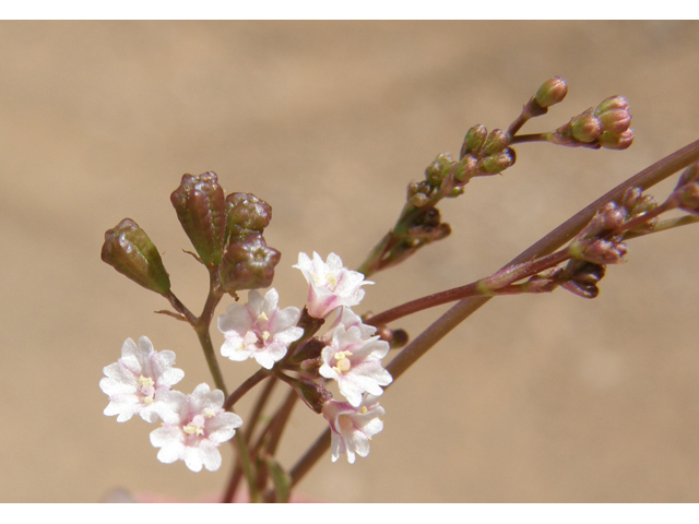 Boerhavia triquetra (Slender spiderling) #79197