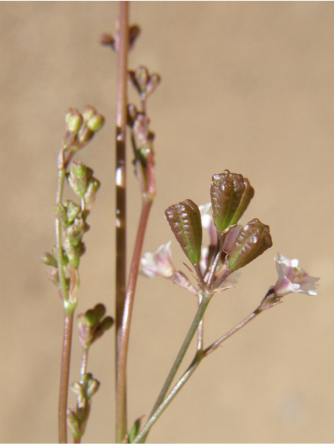 Boerhavia triquetra (Slender spiderling) #79198