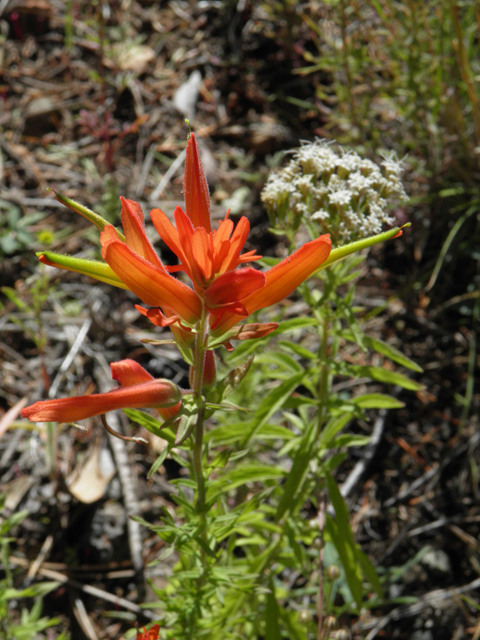 Castilleja patriotica (Huachuca mountain indian paintbrush) #79206