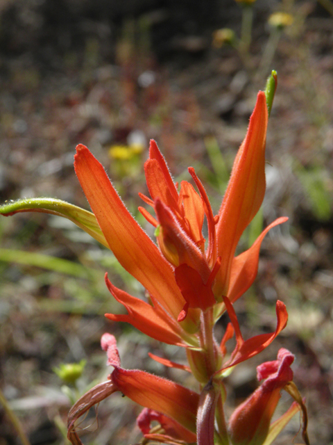 Castilleja patriotica (Huachuca mountain indian paintbrush) #79207