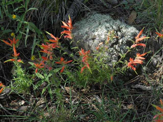 Castilleja patriotica (Huachuca mountain indian paintbrush) #79208