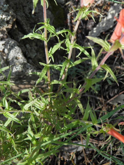 Castilleja patriotica (Huachuca mountain indian paintbrush) #79210