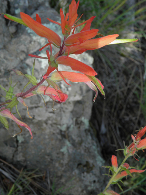 Castilleja patriotica (Huachuca mountain indian paintbrush) #79211