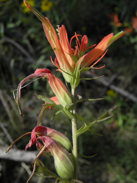 Castilleja patriotica (Huachuca mountain indian paintbrush) #79212