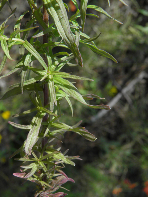 Castilleja patriotica (Huachuca mountain indian paintbrush) #79213