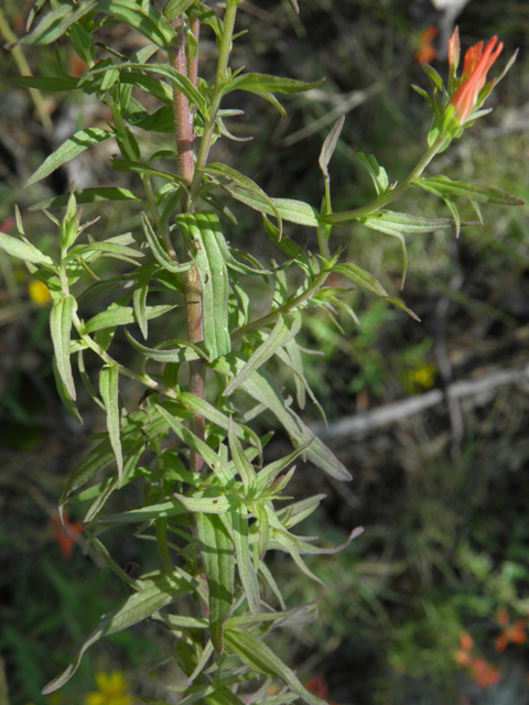 Castilleja patriotica (Huachuca mountain indian paintbrush) #79214