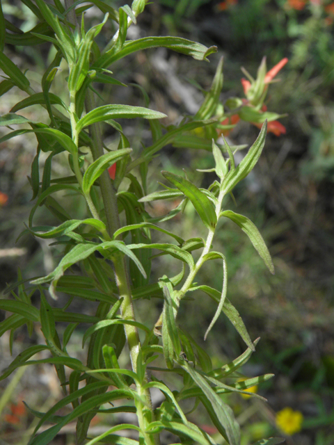 Castilleja patriotica (Huachuca mountain indian paintbrush) #79215