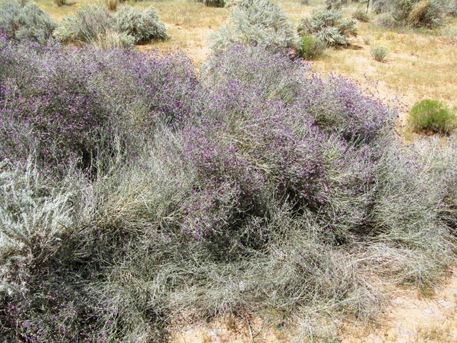 Psorothamnus scoparius (Broom dalea) #79294